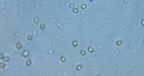 Educational microscope video displaying real movement of living microorganic Stock Footage 328826521