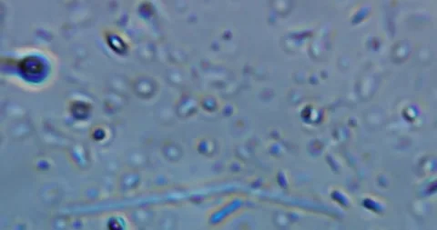 Educational microscope video displaying real movement of living microorganic Video stock 328833044