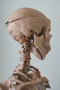 Educational model of the human body skeleton. Human anatomy. The structure of Stock Photos