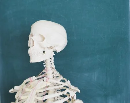 Educational model of a human skeleton on the background of a school blackboard Foto stock