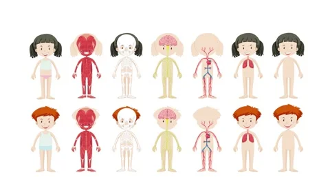 Educational motion graphics of human body systems showing anatomy of boy an.. 스톡 동영상 332645971