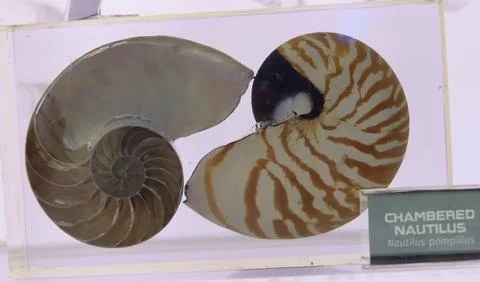 Educational museum display featuring a cross-section Stock Photos