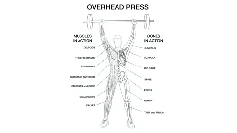 Educational of overhead press exercise, labeling human muscle and bone anatomy Stock Footage 336532592