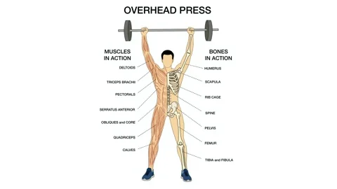 Educational of overhead press exercise, labeling human muscle and bone anatomy Stock Footage 336532594
