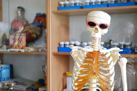 Educational skeleton model wearing sunglasses stands in a classroom laboratory Stock Photos
