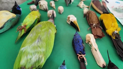 Educational Tracking Shot: Diverse Bird Skulls and Taxidermy for Neotropical Stock Footage 318520724