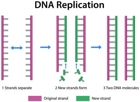 Educational vector diagram explaining biological steps of DNA replication on  Stock Illustration