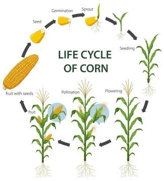 Educational Vector Illustration of the Corn Plant Life Cycle Stock Illustration