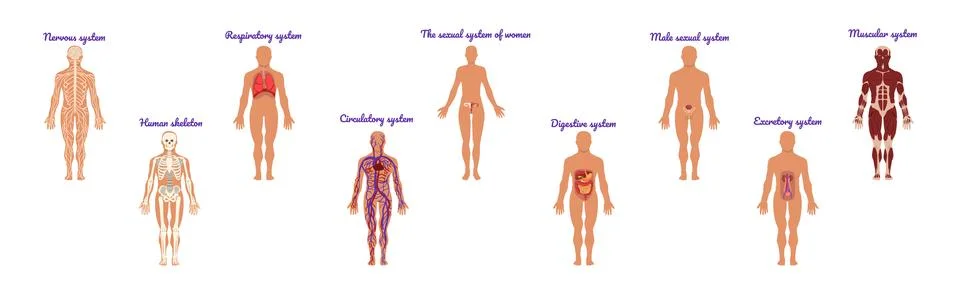 Educative Anatomy with Body Inner System and Organ Vector Set Stock Illustration