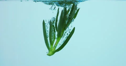 Edulis dropped into water Stock Footage 233846799