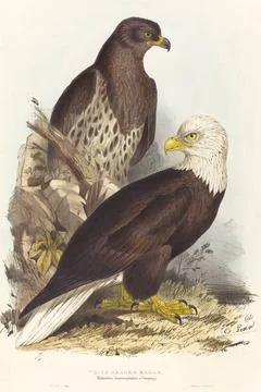 Edward Lear, White Headed Eagle (Haliaetus leucocephalus), published 1832 ... Stock Photos