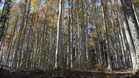 Eech forest canopy in fall, cinematic parallax from low angle, 4K Stock-Footage 320155025
