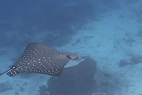 Eegle Ray swimming over sunlit reef Stock Footage 1087668