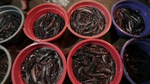 Eel and Fish Stock Footage 116529933