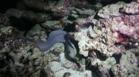 Eel attacking night Stock Footage 10748976