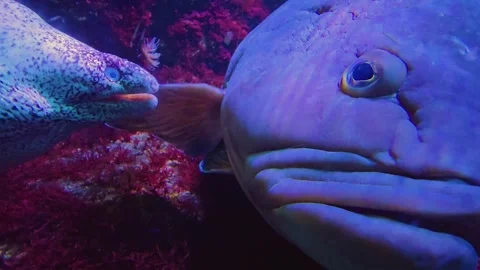 Eel beside a grouper  Stock Footage 245058750