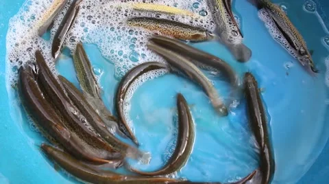 Eel in Brass Stock Footage 56084759