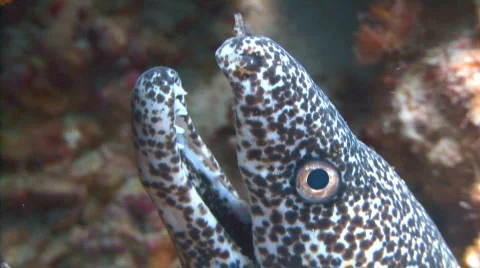 Eel bw straight up head pr Stock Footage 721675