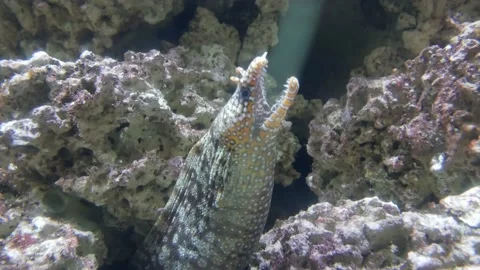 Eel Close Up Intimidating with Sharp Teeth | 4k 24fps Stock Footage 137418414