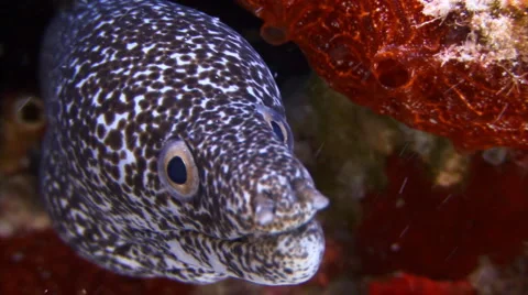 Eel coral reef underwater Stock Footage 1066580