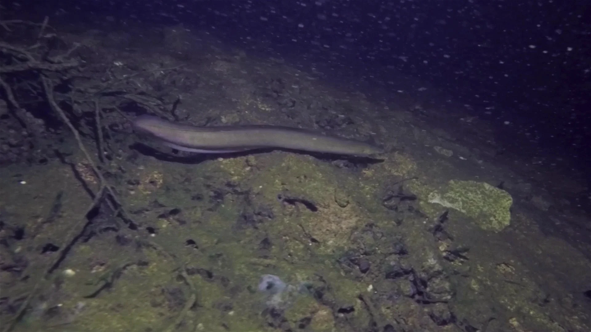 Eel Fish Anguilla Anguilla Stock Video Pond5