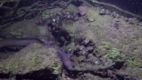 Eel fish (anguilla anguilla) Stock Footage