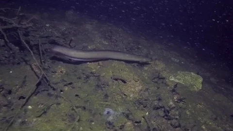 Eel fish (anguilla anguilla) Stock Footage 84178441
