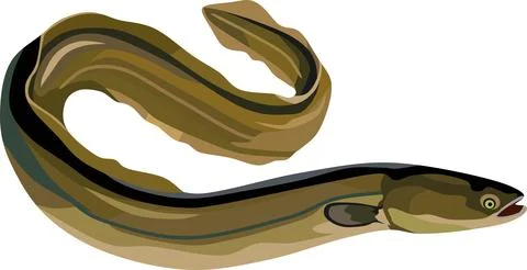 Eel Fish Animal Stock Illustration
