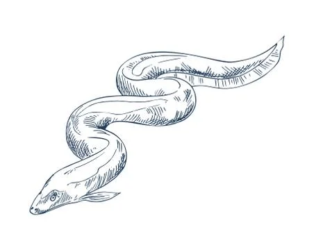Eel fish seafood vector monochrome illustration Stock Illustration
