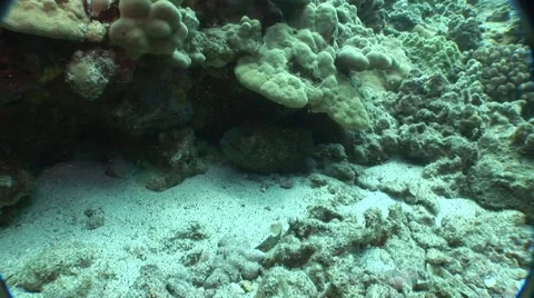 Eel Follows Flashlight Stock Footage 5239679