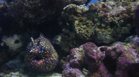 Eel Stock Footage 8359363