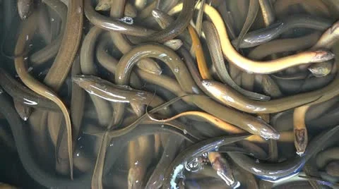 Eel 動画素材 10827995