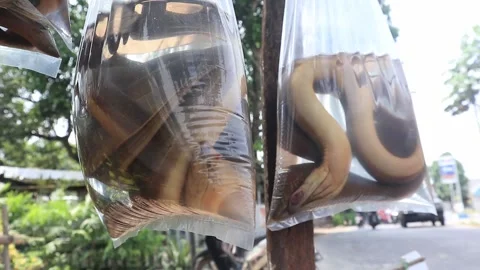 Eel Stock Footage 252890485