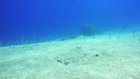 The Eel Garden Stock Footage 310905825