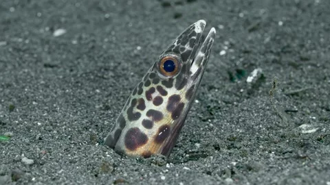 Eel head Stock Footage 316460378
