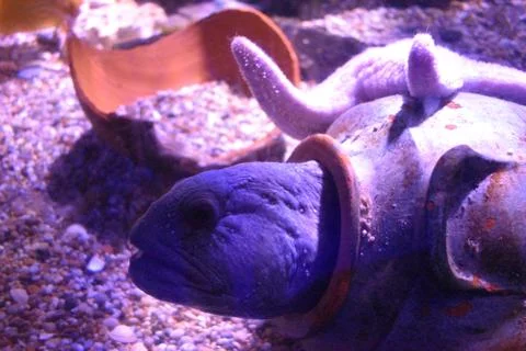 Eel head inside a clay amphora Foto stock