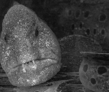 Eel head Stock Photos