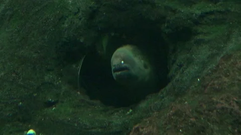 Eel hiding in a hole Video stock 65414451