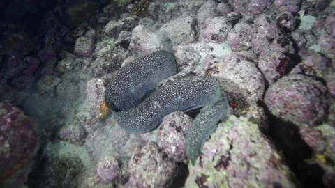 EEL hunting at night attacks eats fish Stock Footage 78008585