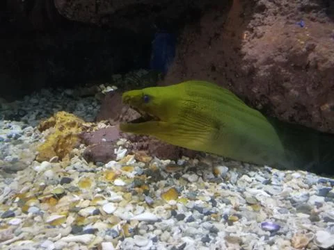 The Eel inside the rock Stock Photos