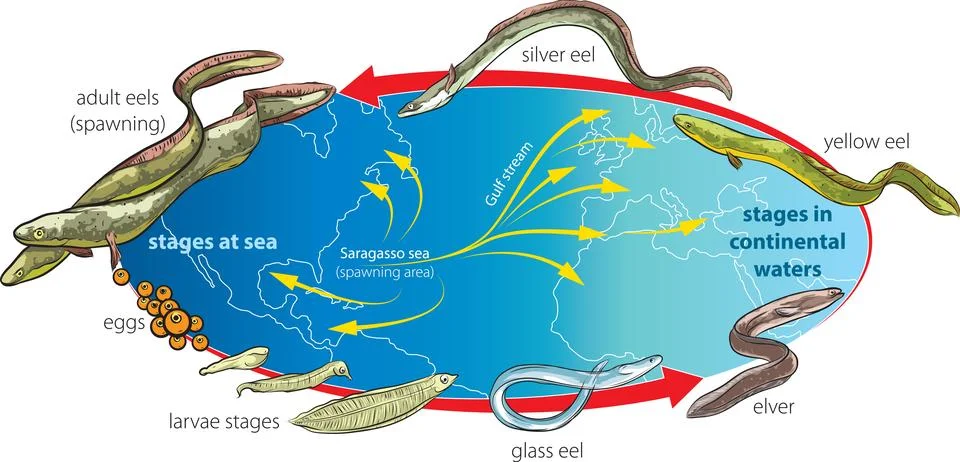 Eel Life Cycle Stock Illustration