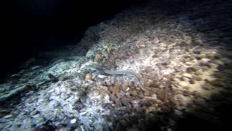 Eel in the Mexican cenote Stock Footage