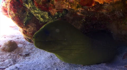 Eel moray PR closer Stock Footage 1065282