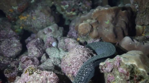 Eel at night hunting 2 Stock Footage 78008317