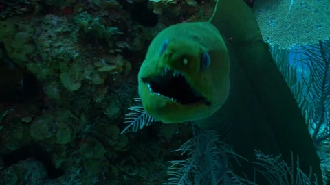 Eel on ocean floor attempt to intimidate camera with bites Stock Footage 116005879