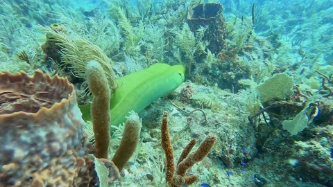 EEL Open Ocean (Florida) Part 1 Vidéo 237179349