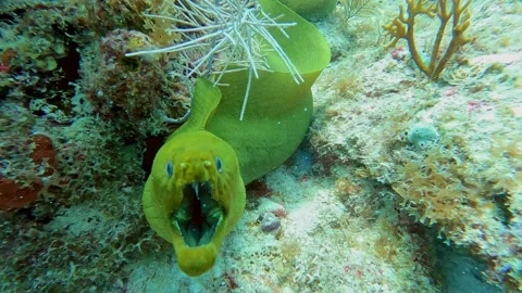 EEL Open Ocean (Florida) Part 3 Vidéo 237179458