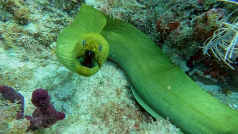 EEL Open Ocean (Florida) Part 2 Vidéo 237179507