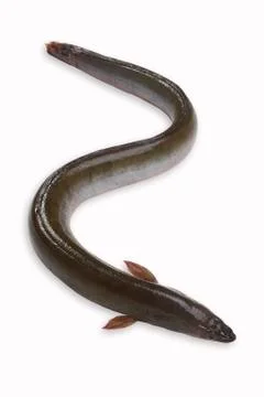 Eel Stock Photos