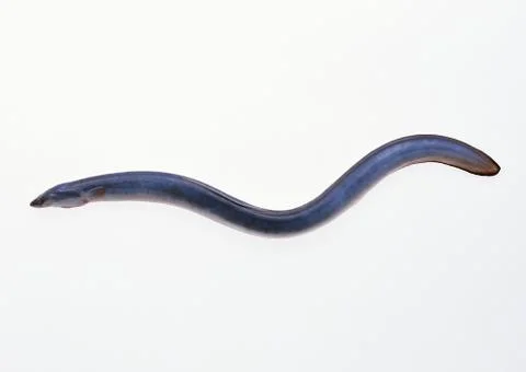 Eel Stock Photos